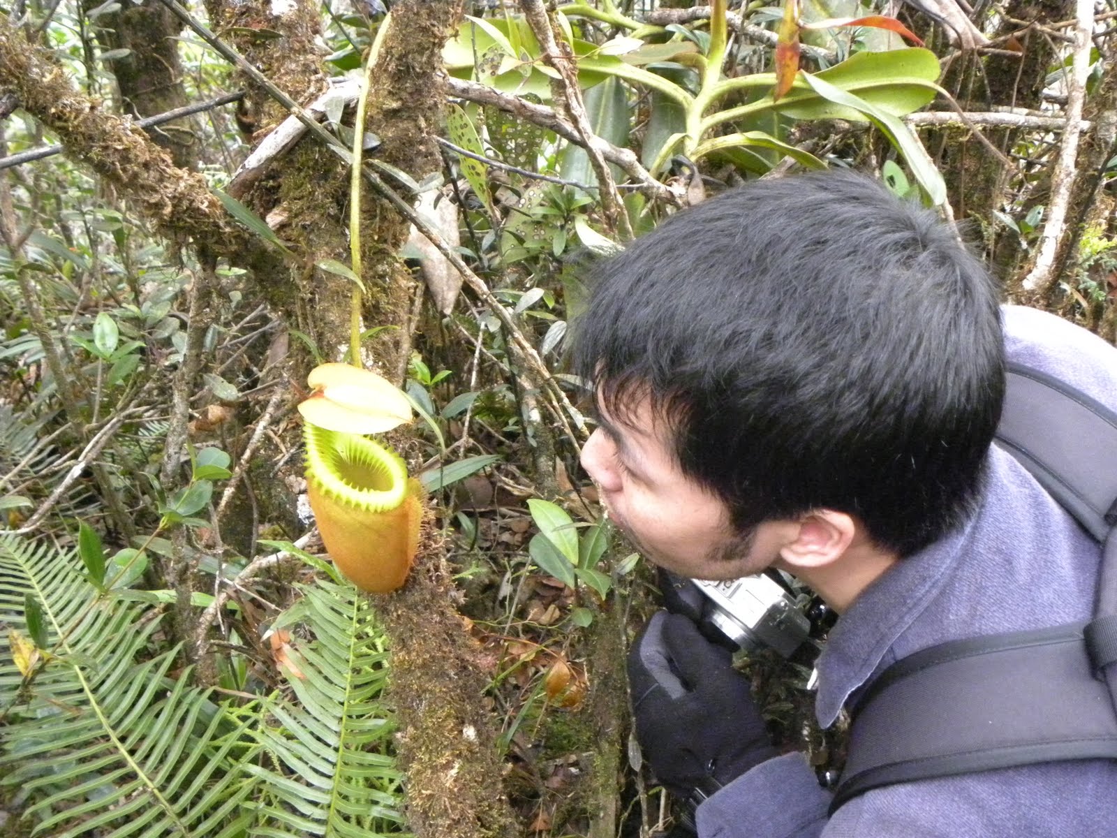 Tropical Rainforest Tropical Rainforest Venus Fly Trap