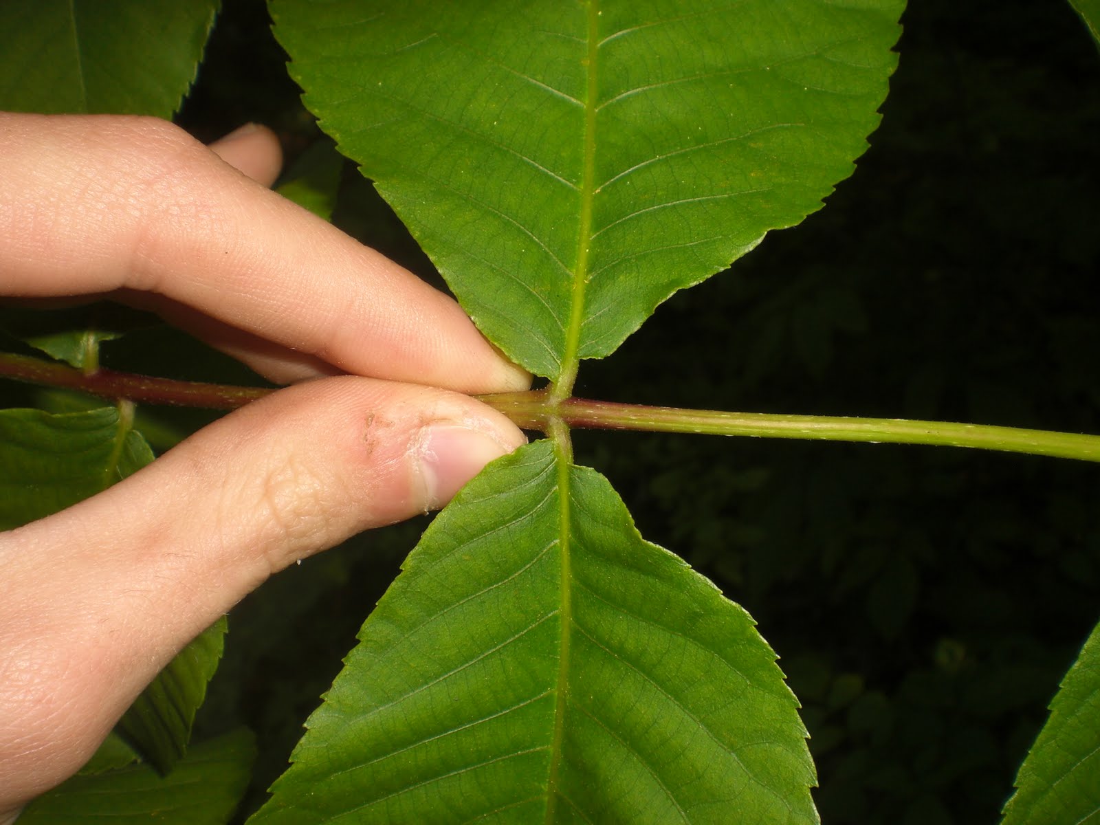 Tom's Trees Red Hickory (Carya ovalis)