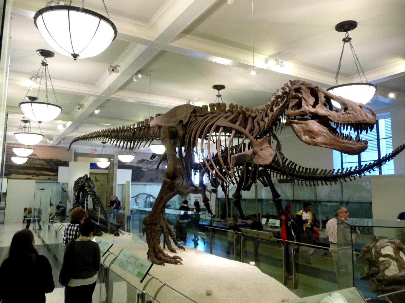 dinosaur bones in the museum