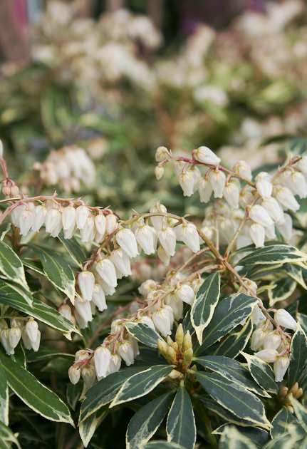 Andy Mcindoe S Designer S Diary Pieris Perfect For Pots In Shade