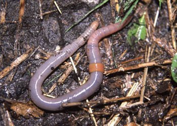 marceeee :): Animales invertebrados.