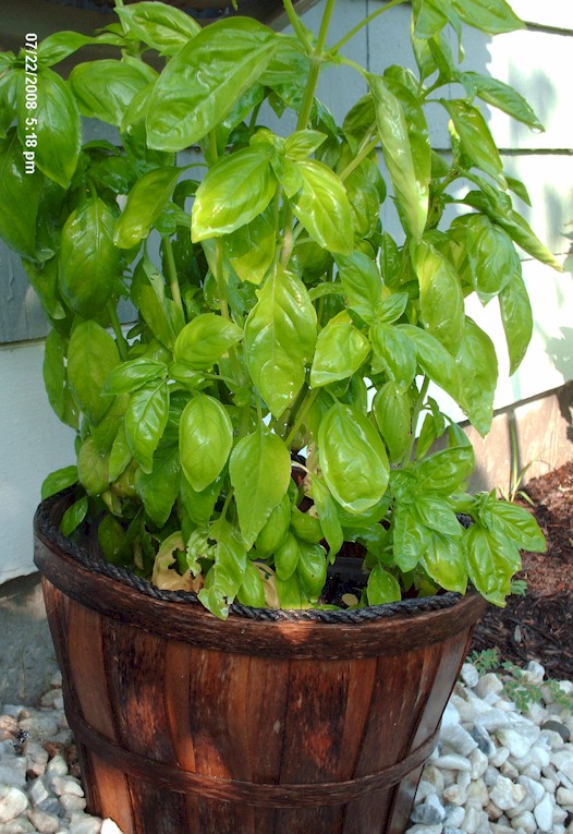 [basil3.jpg]