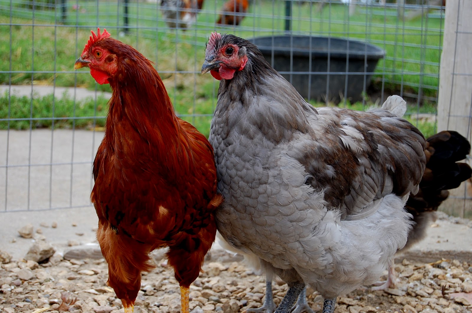 Crosswinds Farm Chicken Math IT WORKS IN REVERSE 