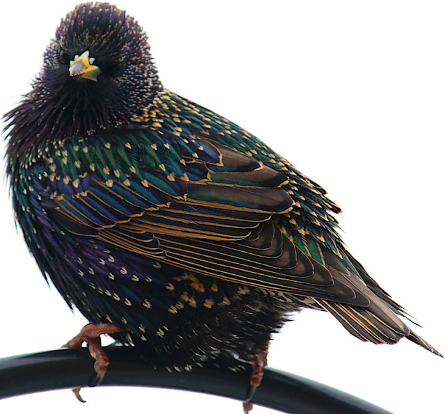 Close-up of the beautiful colors in a starling's feathers