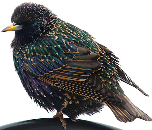 Close-up of the beautiful colors in a starling's feathers