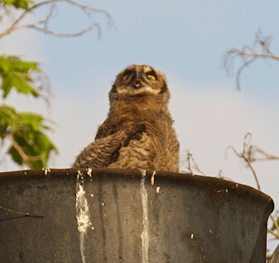 long little owlet hopping nest won before mama dinner ready where