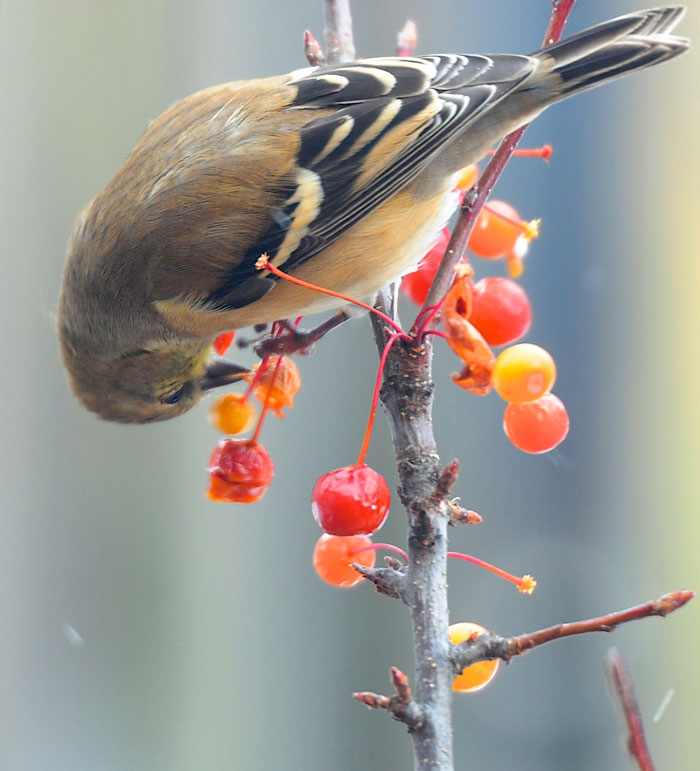 Red and the Peanut: Goldfinches like crabapples too...or at least the