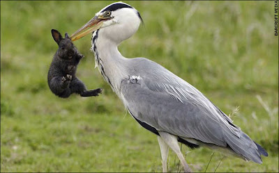 photo stork eats rabbit 