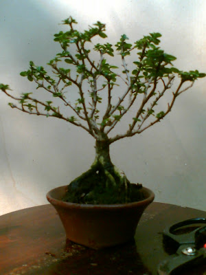 mame bonsai suim: Sancang Bonsai 1