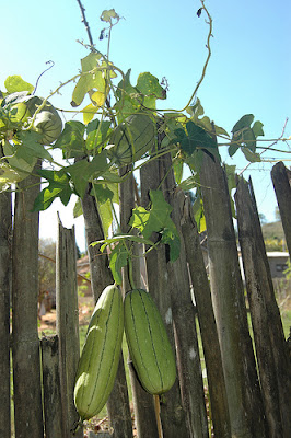 http://1.bp.blogspot.com/_yTBL91TjrB8/TNYgpv3xkHI/AAAAAAAAACE/dzWxoowic2M/s1600/cultivo-de-bucha-vegetal.jpg