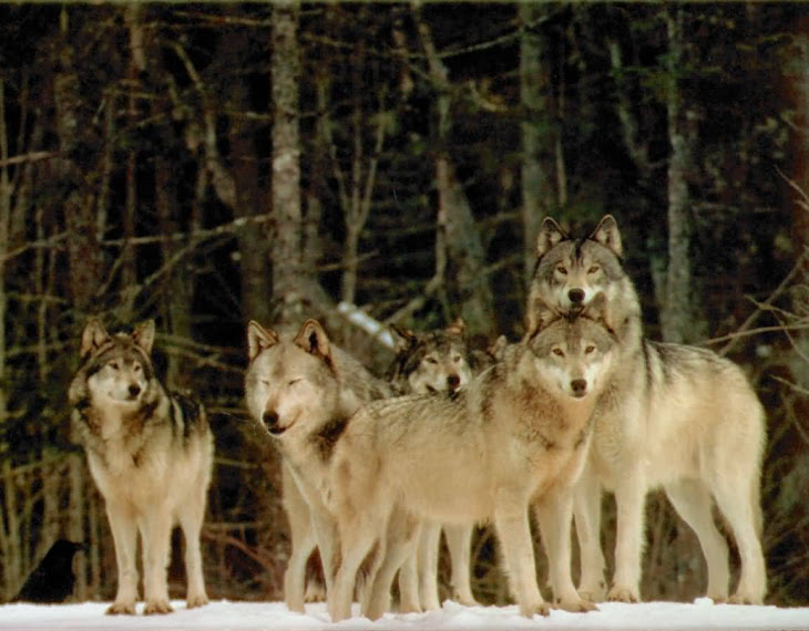 Wolf Security News