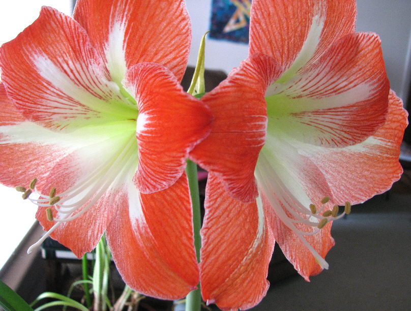 Exuberant Color Little bits again, Amaryllis blooming