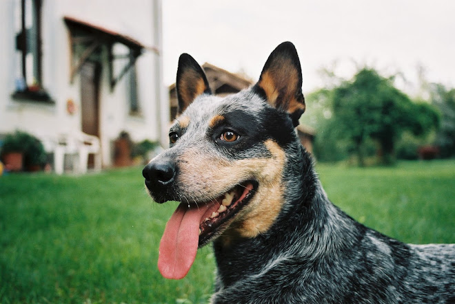 AUSTRALIAN CATLE DOG