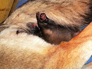 UNA CODA CALDA PER COPERTA. UNA CODA CALDA PER COPERTA (giorno giorno di vita )