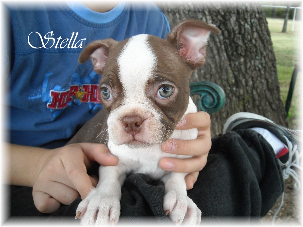 Bremer Boston Terriers Red and White Boston Terrier Puppies