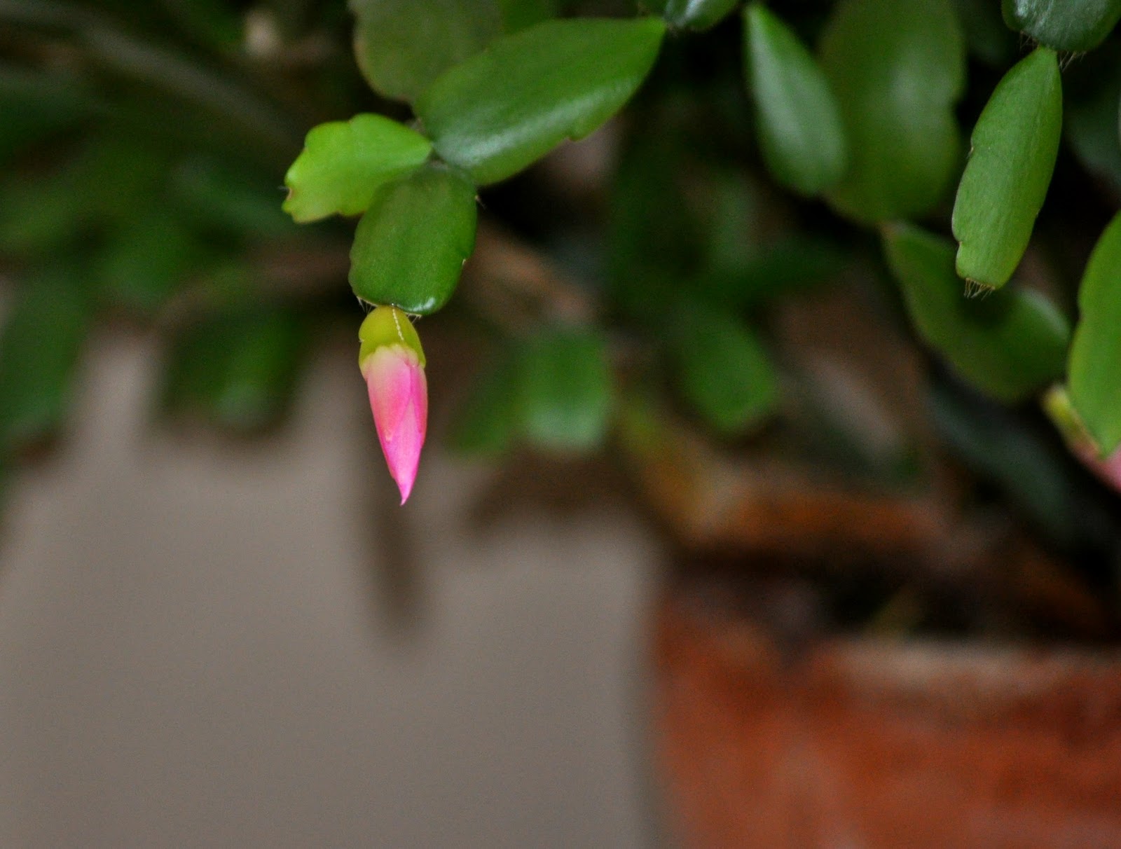 Weeping Willow Art, and me loved ones: From A Tiny Bud, A Christmas Cactus
