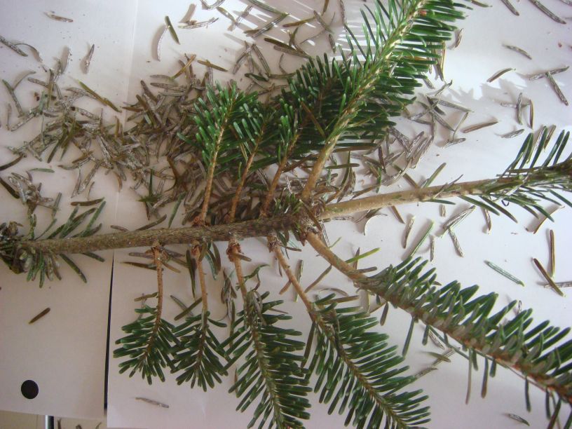Fraser Fir IPM Needle Drop in Scale Infested Trees