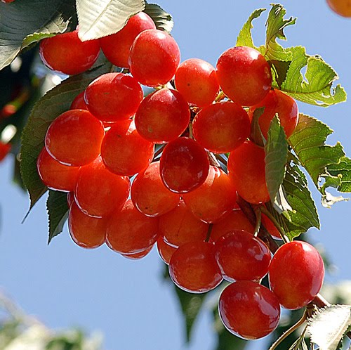 ثمار الكرز في قرية عين الزيوان في الجولان المحتل
