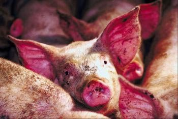 [Picture+pigs.jpg]