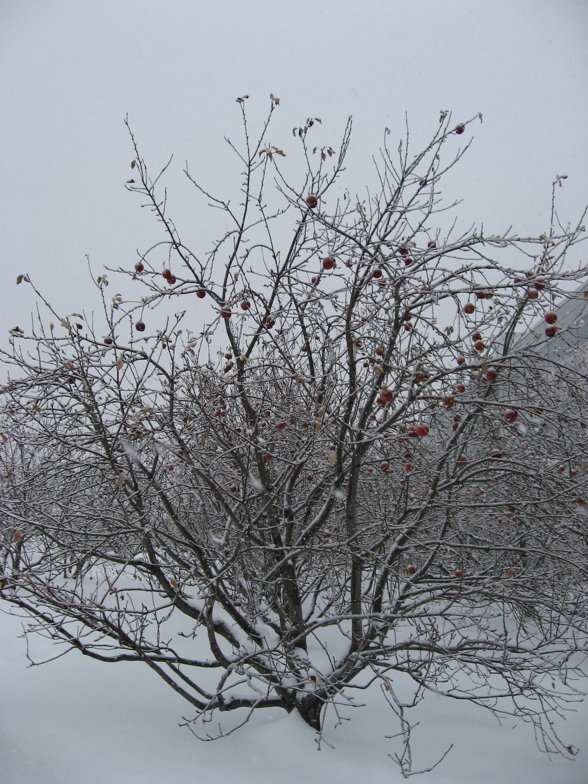 [IMG_0185.JPG]