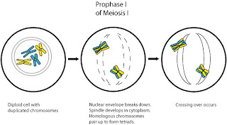Biology: July 2010