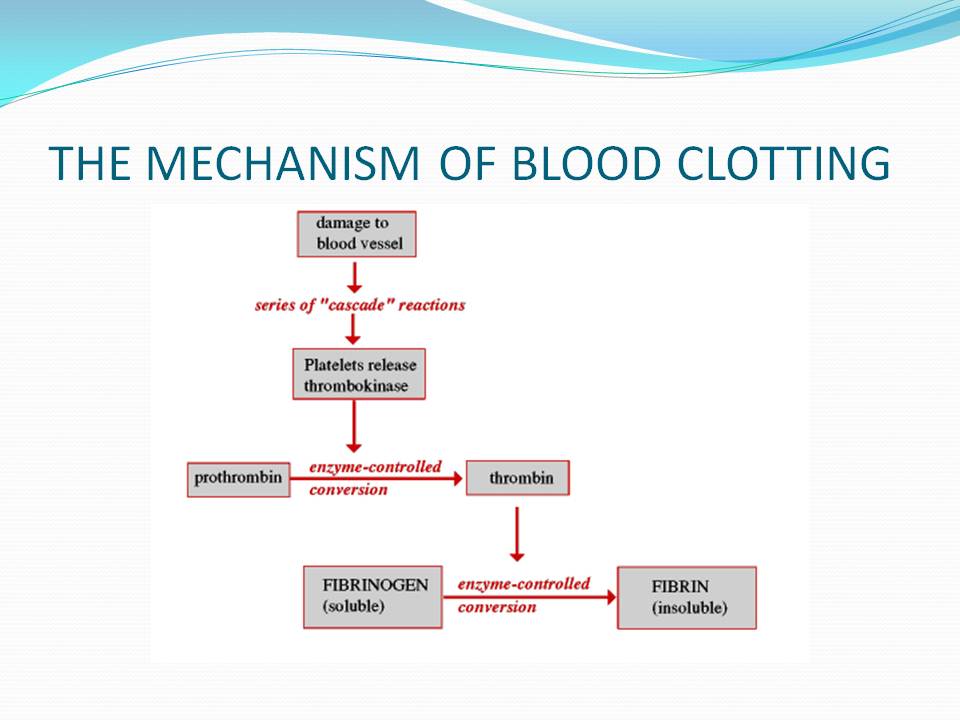 Coagulation Of Blood Flow Chart