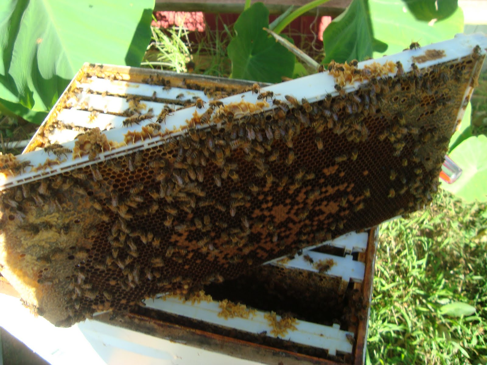 Beekeeper: August 2010