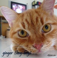 ginger (boy-boy)