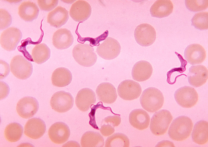 [trypanosoma.jpg]