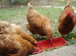 the girls having a drink.