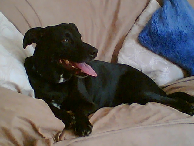 My handsome boy - Sam!