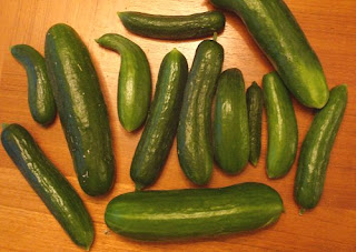 embarraassing amount of cucumbers