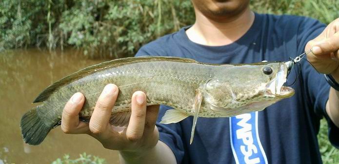 KAKI PANCING: Fishing Tips Haruan