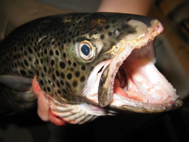 [IMG_3643+(Small).jpg]