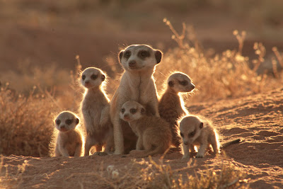 HOY CINE (y mañana también): La familia suricata (The Meerkats)