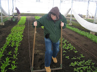 Have You Ever Picked A Carrot?: Till, Rake, Rattle and Roll: Amending A ...