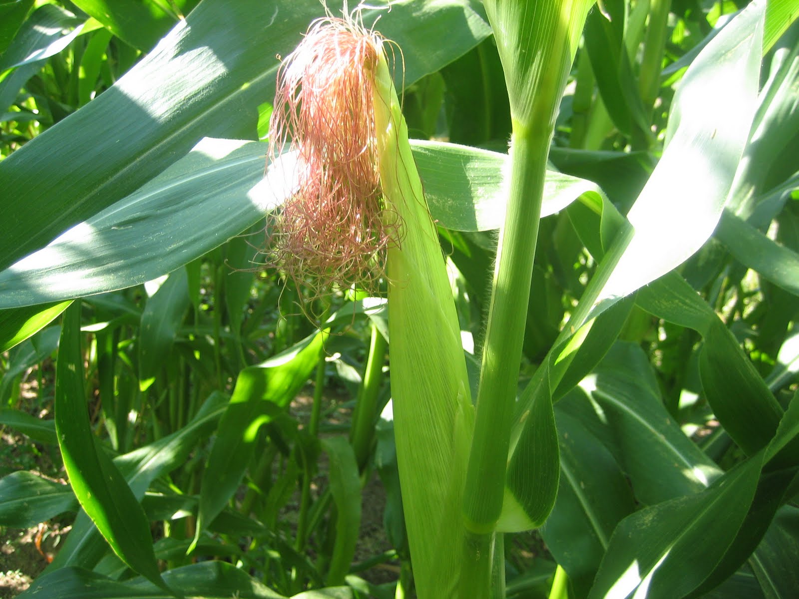 Have You Ever Picked A Carrot?: Cornography