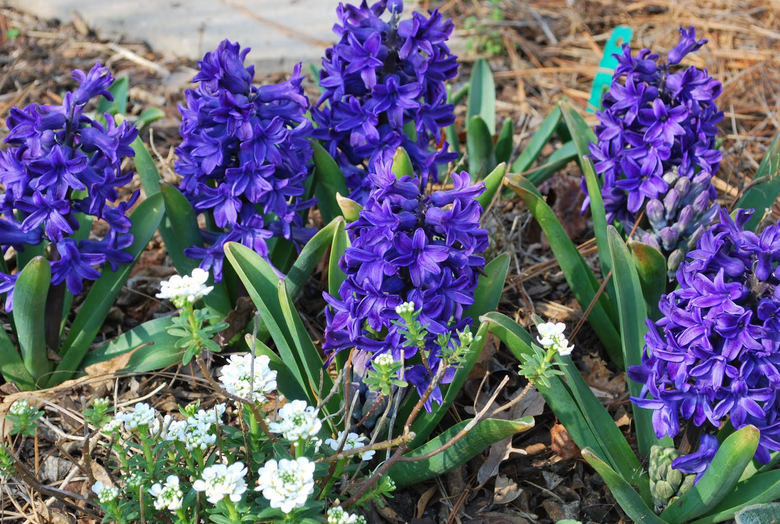 How I Love to Garden Spring Bulbs in Bloom