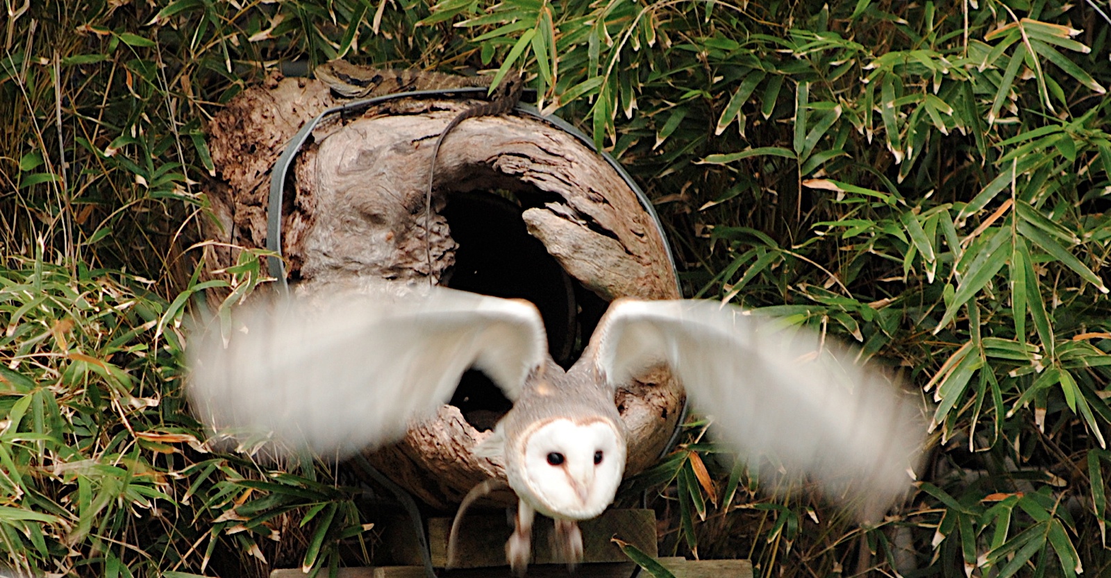 настоящее животное видео. настоящее животное видео. настоящие животные. люди и животные в зоопарке. самые реалистичные игрушки.
