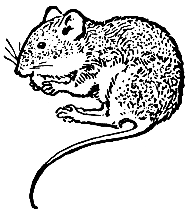 clipart mouse black and white - photo #20