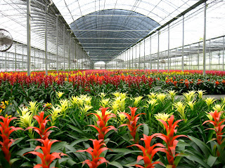 interior plant care discounts; flowering plant rotation;office plant installation;