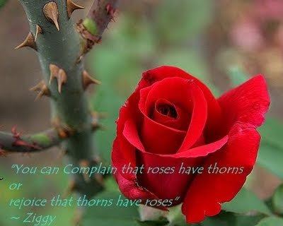 "You can Complain that roses have thorns or rejoice that thorns have roses"