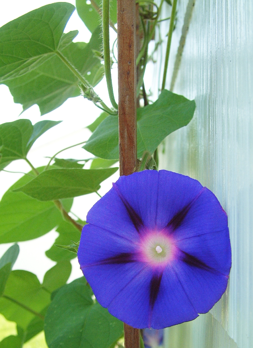 вьюнок комнатный. вьюн плющ домашний. вьюн растение домашнее. цветы вьюны южные. вьюнок садовый.