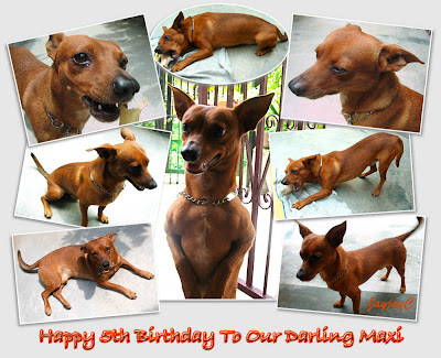 Photo collage of our dog, a miniature pinscher, Maxi - shot on Oct 1 2009