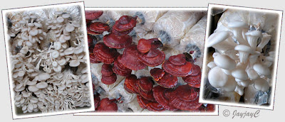 White Oyster Mushroom (Pleurotus species), Ling-zhi Mushroom (Ganoderma lucidium), Monkey Head Mushroom (Hericium erinaceus)