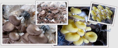 Pleurotus species - Grey Oyster Mushroom and Yellow Oyster Mushroom