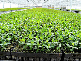 Forestry Forest Nursery Forest Nursery