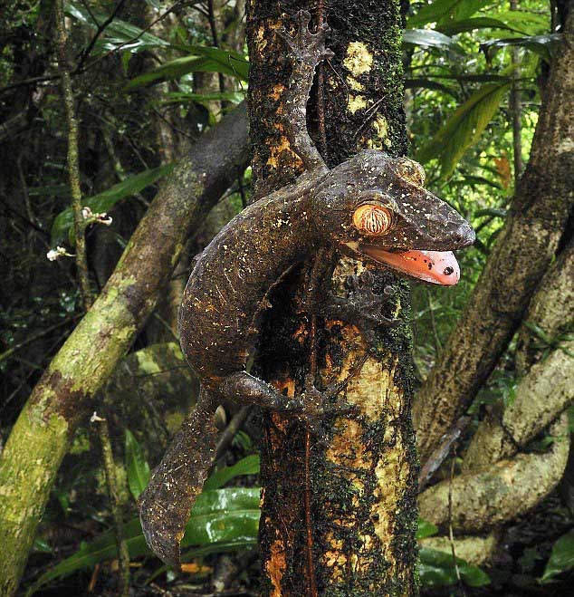 Wallpaper scaled reptile, lizard, fauna, terrestrial animal, heloderma, organism, agamidae Wallpaper scaled reptile, lizard, fauna, terrestrial animal, heloderma, organism, agamidae