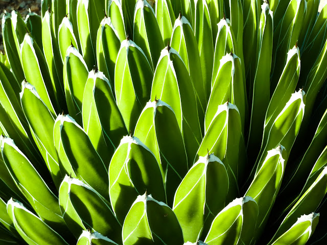 5 indian household superstitions you might not know ARIZONA SKIES: Bryce Thompson Arboretum