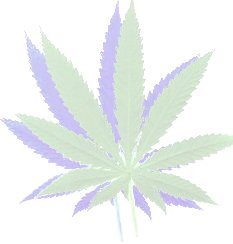 [cannabis.bmp]